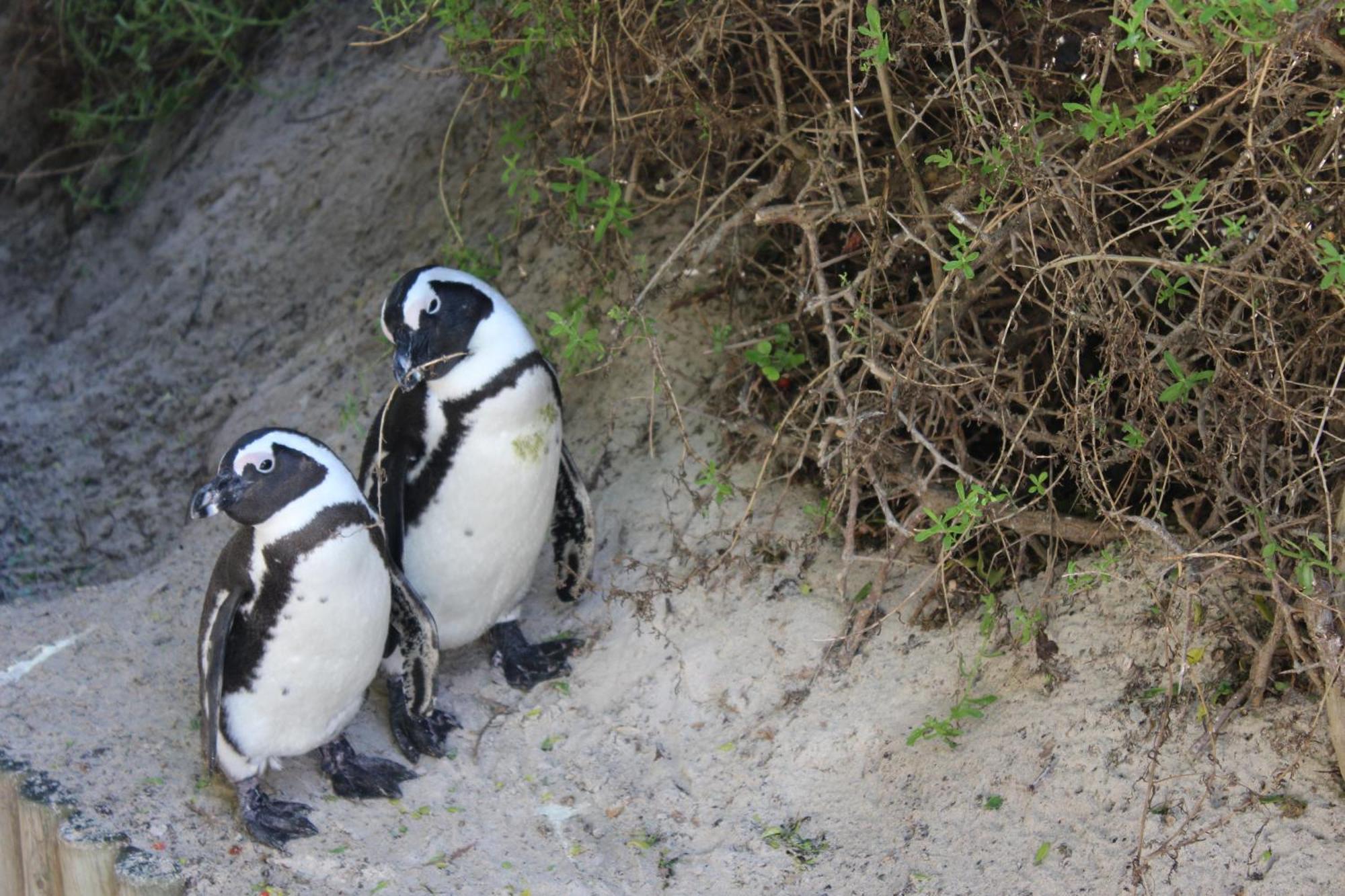 Boulders Beach House Simonʼs Town Exterior foto